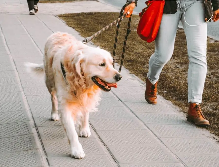 A woman walking a golden retriever to earn money