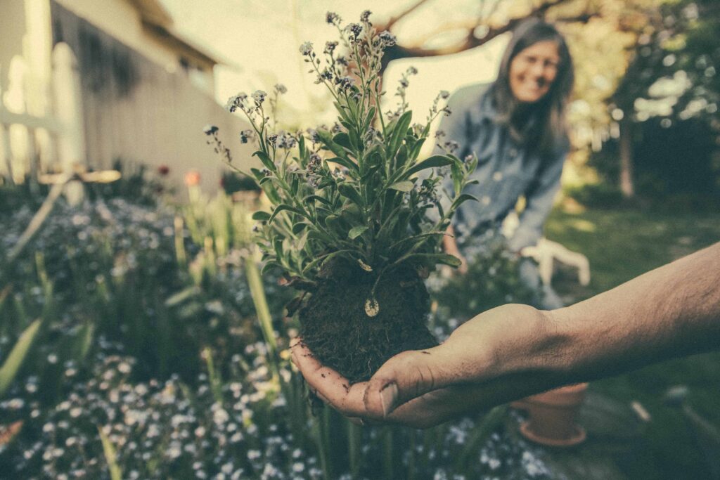 Photo of a plant with green leaves and purple flowers upon a bed of dirt being held in one hand. Woman in the background is smiling while gardening for article on gardening gifts for mom.