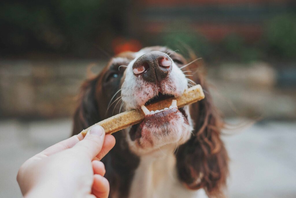 dog eating a snack