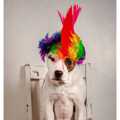 White and brown dog wearing a feather hat