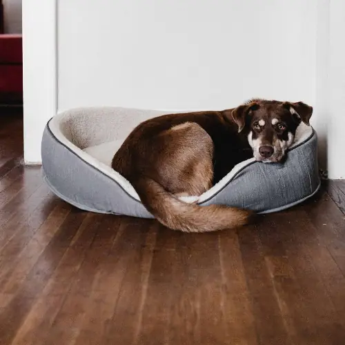 Brown dog laying in a pet bed